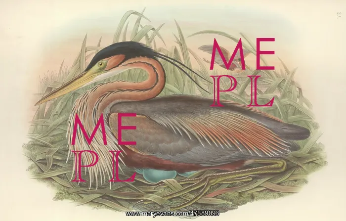 : Ardea purpurea, purple heron : Ardea purpurea, purple heron