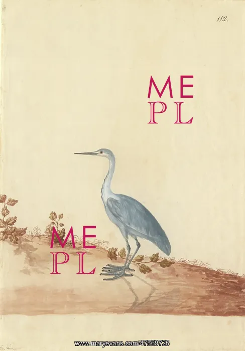 : Ardea sp. Heron : Ardea sp. Heron