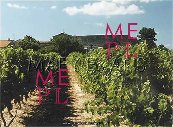  : ARDECHE VINEYARD