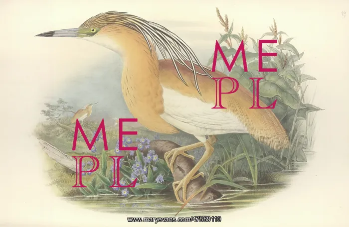 : Ardeola ralloides, squacco heron : Ardeola ralloides, squacco heron
