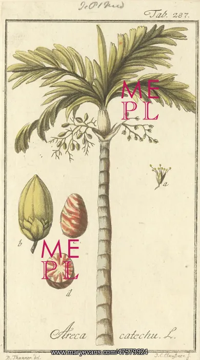 : Areca catechu L. betel nut palm : Areca catechu L. betel nut palm