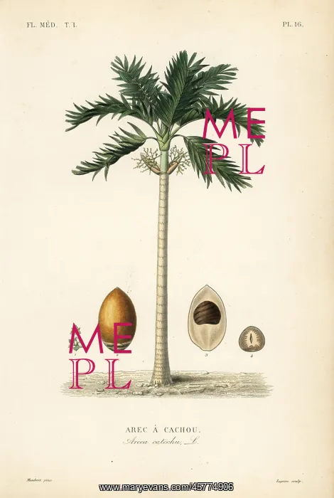 : Areca nut palm tree, Areca catechu : Areca nut palm tree, Areca catechu
