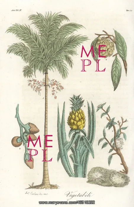 : Areca palm, pineapple and jackfruit : Areca palm, pineapple and jackfruit