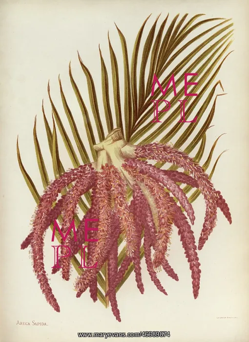 : Areca Sapida or Feather Duster Palm : Areca Sapida or Feather Duster Palm