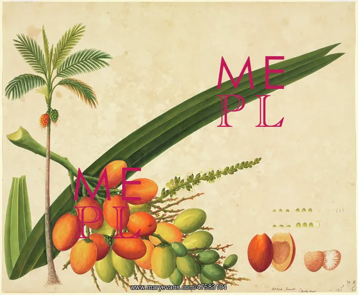 : Areca sp. Plate 987 from the John Reeves Collection of Botanical Drawings : Areca sp. Plate 987 from the John Reeves Collection of Botanical Drawings