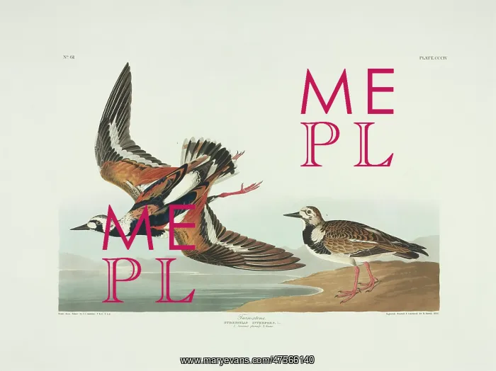 : Arenaria interpres, ruddy turnstone : Arenaria interpres, ruddy turnstone