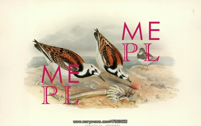: Arenaria interpres, ruddy turnstone : Arenaria interpres, ruddy turnstone