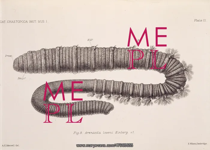 : Arenicola loveni, polychaete worm : Arenicola loveni, polychaete worm