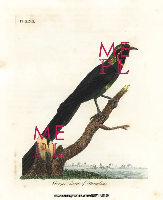 : Arfak astrapia, Astrapia nigra : Arfak astrapia, Astrapia nigra