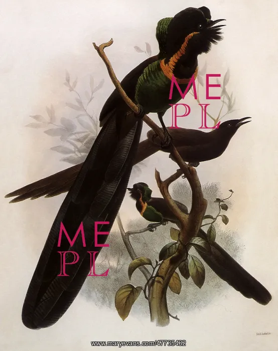 : Arfak Astrapia, Astrapia nigra