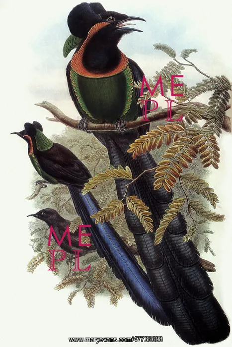  : Arfak Astrapia, Astrapia nigra