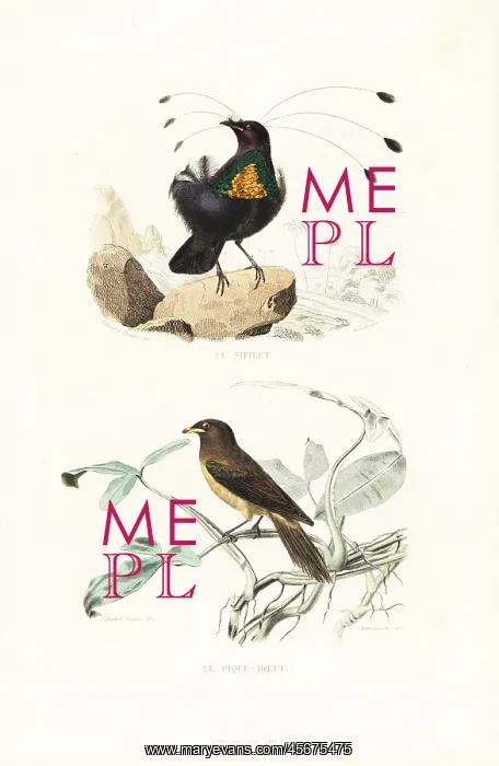 : Arfak parotia and yellow-billed oxpecker : Arfak parotia and yellow-billed oxpecker