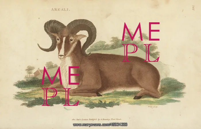 : Argali, Ovis ammon : Argali, Ovis ammon