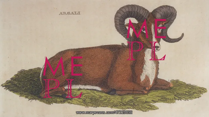 : ARGALI SHEEP 1814 : ARGALI SHEEP 1814