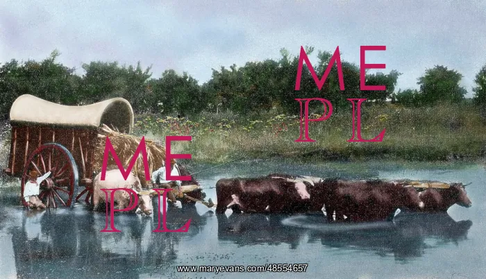 : Argentina. Yoke of oxen wading a lagoon : Argentina. Yoke of oxen wading a lagoon