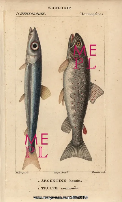 : Argentine, Argentina sphyraena, and lake trout, Salmo trutta : Argentine, Argentina sphyraena, and lake trout, Salmo trutta