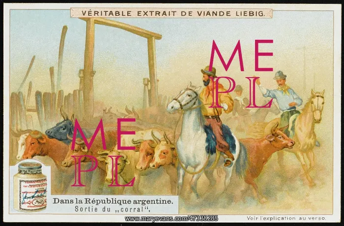 : ARGENTINE CATTLE DRIVE : ARGENTINE CATTLE DRIVE