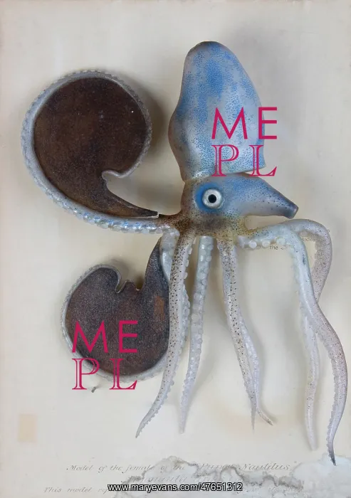 : Argonauta argo (female), octopus : Argonauta argo (female), octopus