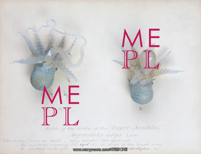 : Argonauta argo (males), octopus : Argonauta argo (males), octopus