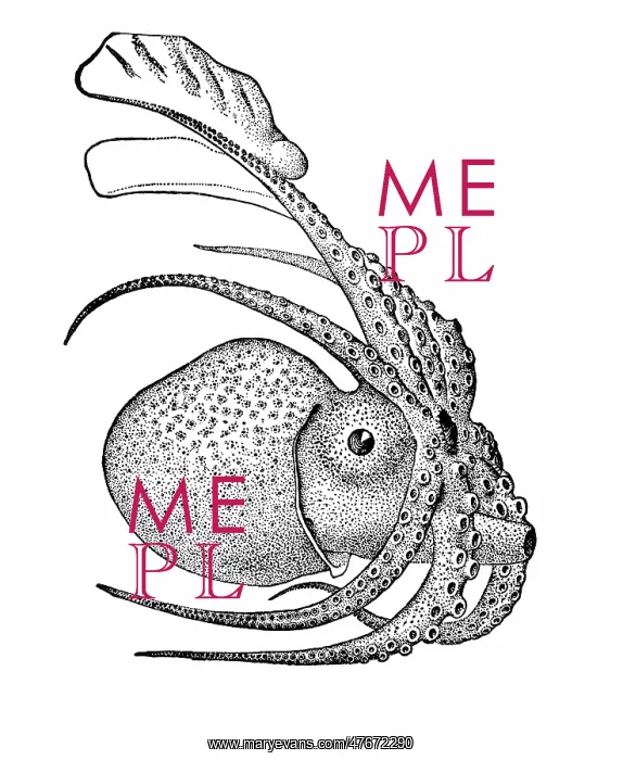 : Argonauta argo, Pelagic Octopus : Argonauta argo, Pelagic Octopus