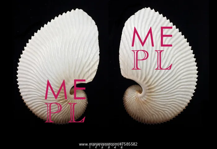 : Argonauta hians, brown paper nautilus : Argonauta hians, brown paper nautilus