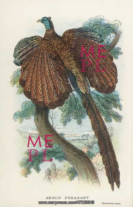  : ARGUS PHEASANT