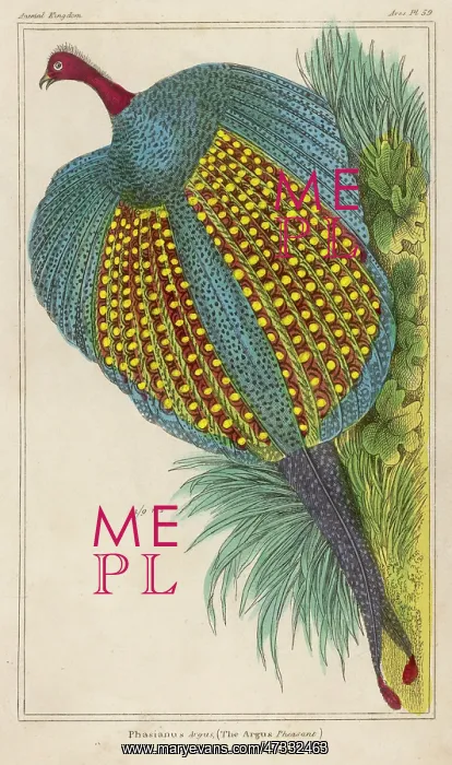  : ARGUS PHEASANTS