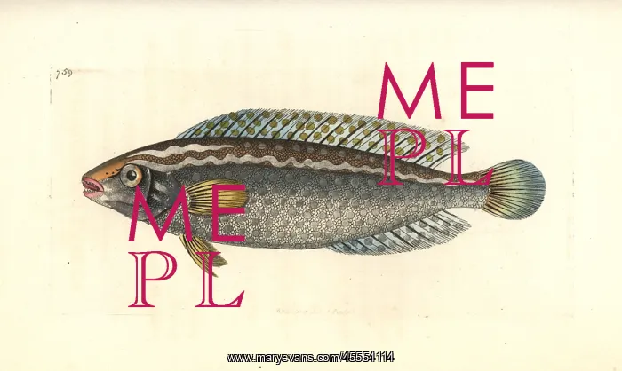 : Argus wrasse, Halichoeres argus : Argus wrasse, Halichoeres argus