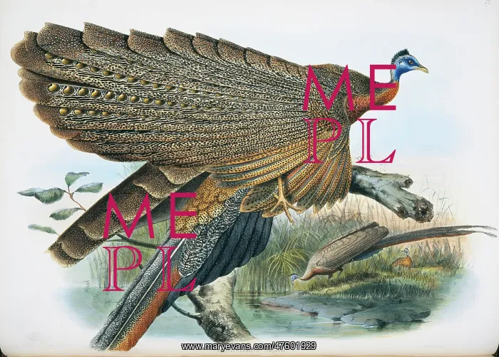 : Argusianus argus grayi, great argus : Argusianus argus grayi, great argus