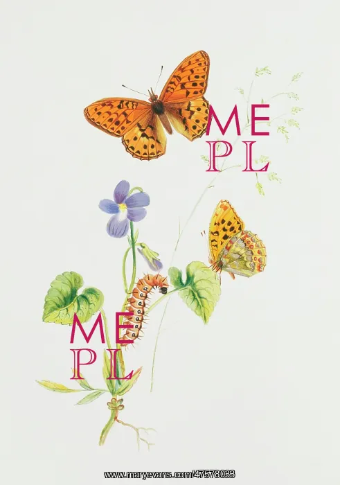  : Argynnis adippe, high brown fritillary