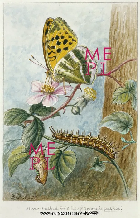: Argynnis paphia, silver-washed fritillary : Argynnis paphia, silver-washed fritillary