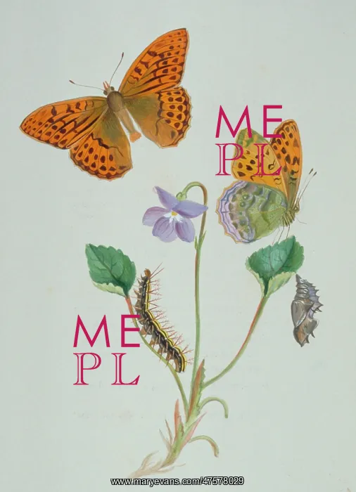 : Argynnis paphia, silver-washed fritillary : Argynnis paphia, silver-washed fritillary