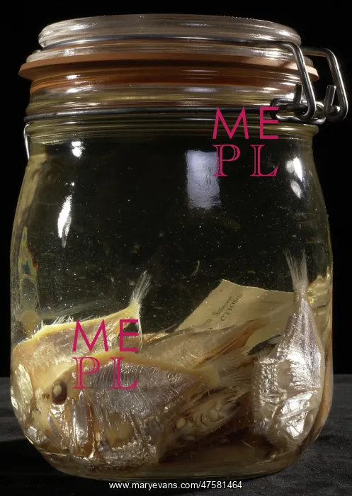 : Argyropelecus sp. hatchetfish : Argyropelecus sp. hatchetfish