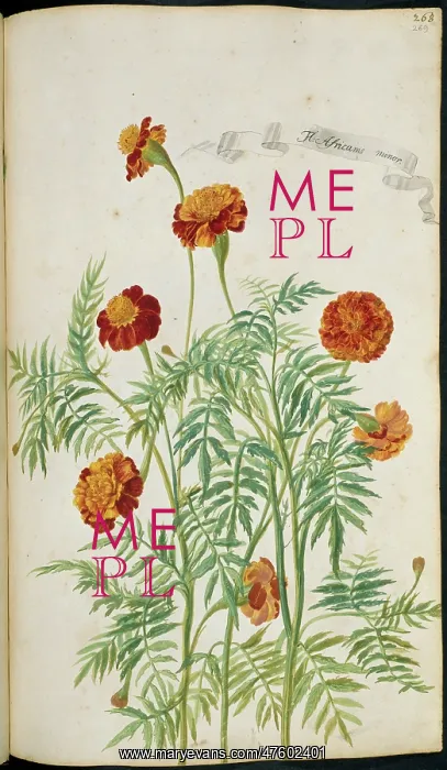 : Aricanis minor, marigold : Aricanis minor, marigold