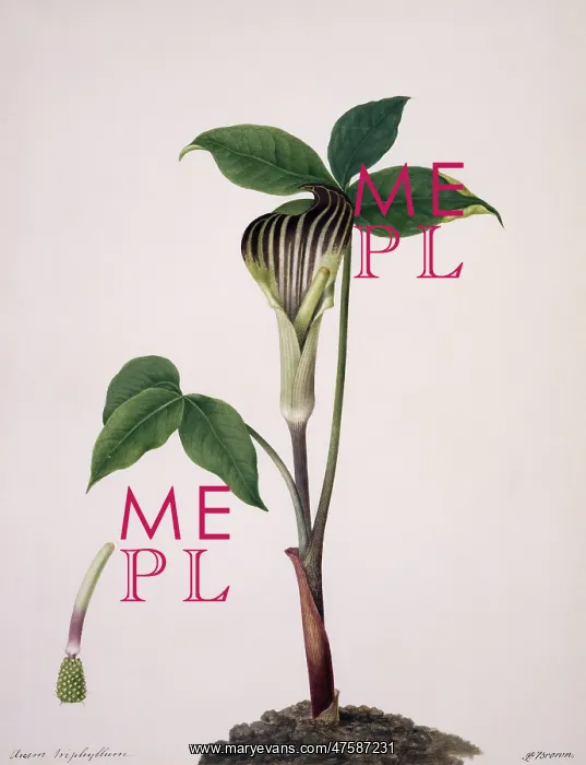 : Arisaema triphylla, Jack-in-the-pulpit : Arisaema triphylla, Jack-in-the-pulpit