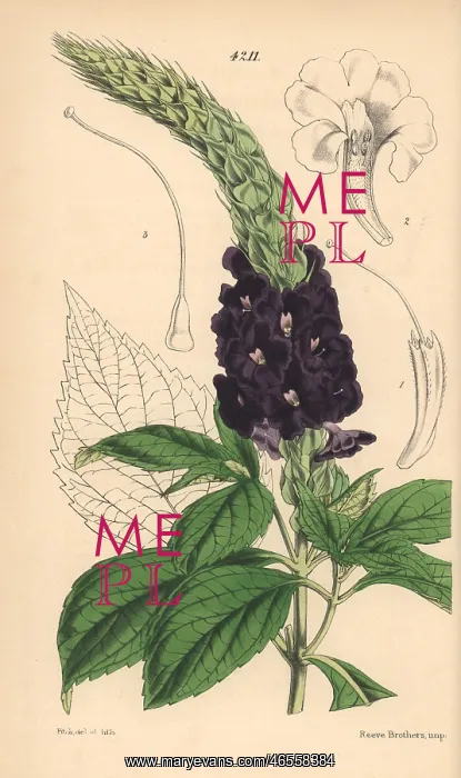 : Aristate bastard vervain, Stachytarpheta aristata : Aristate bastard vervain, Stachytarpheta aristata