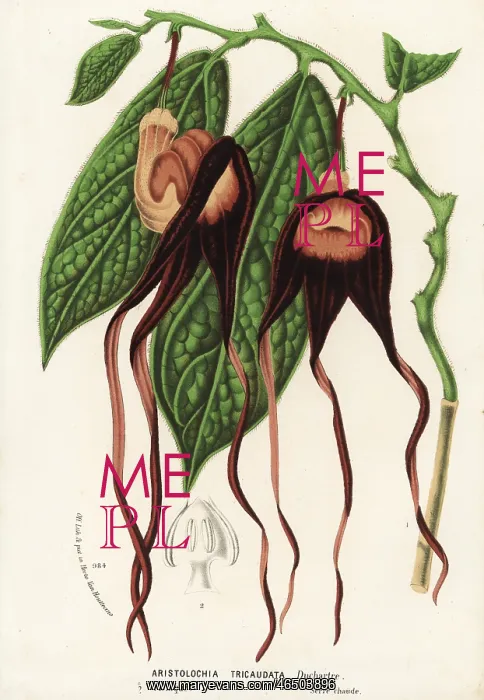 : Aristolochia tricaudata. Critically endangered : Aristolochia tricaudata. Critically endangered
