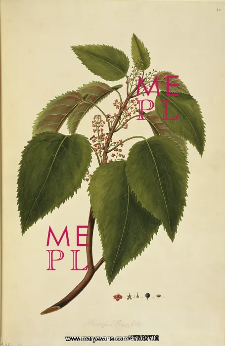 : Aristotelia serrata, wineberry tree : Aristotelia serrata, wineberry tree