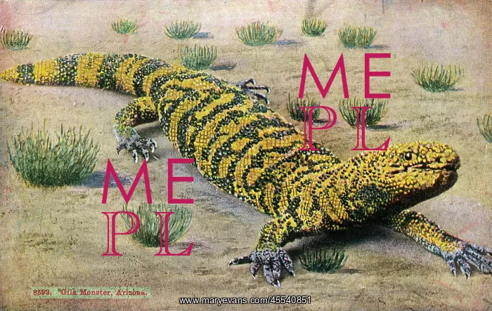  : Arizona Desert, USA - A Gila Monster (Heloderma suspectum)