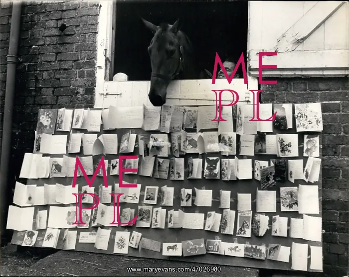 : Arkle, racehorse, with get well cards : Arkle, racehorse, with get well cards