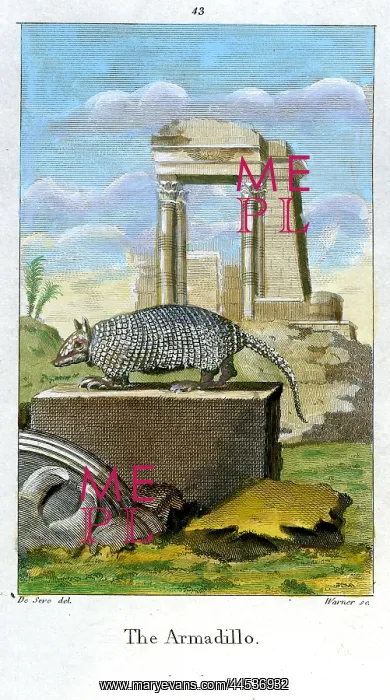  : Armadillo