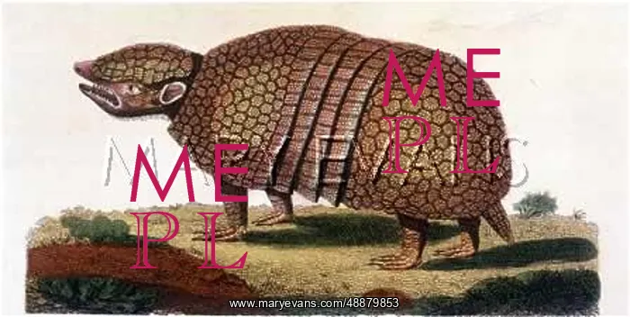  : ARMADILLO. A cross looking armadillo