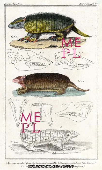 : ARMADILLO / ANIMAL KINGDOM : ARMADILLO / ANIMAL KINGDOM