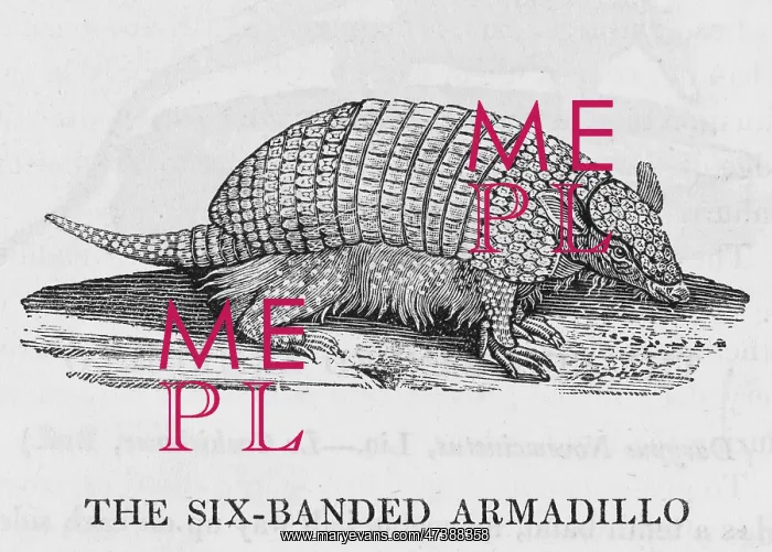 : ARMADILLO (BEWICK) : ARMADILLO (BEWICK)