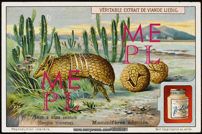 : ARMADILLO (LIEBIG) : ARMADILLO (LIEBIG)