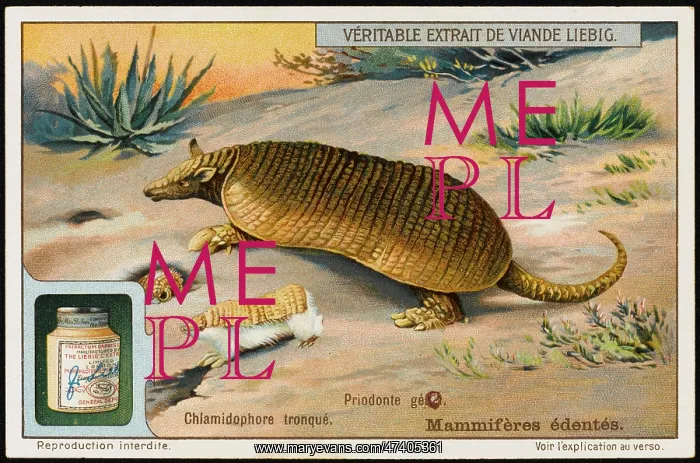 : ARMADILLO (LIEBIG) : ARMADILLO (LIEBIG)