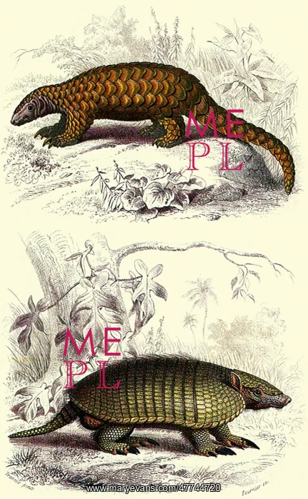  : An Armadillo and a Pangolin