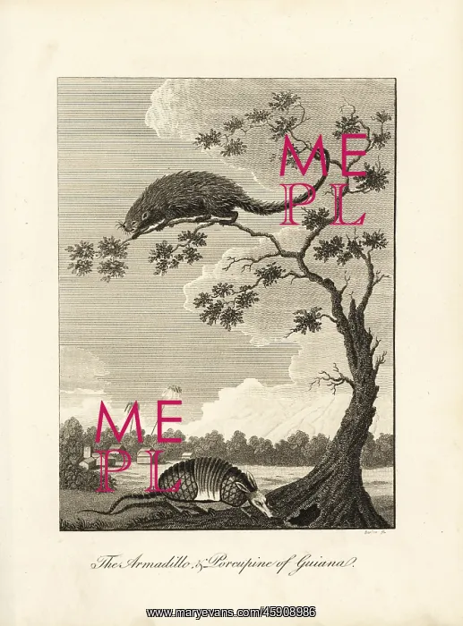 : Armadillo and tree porcupine : Armadillo and tree porcupine