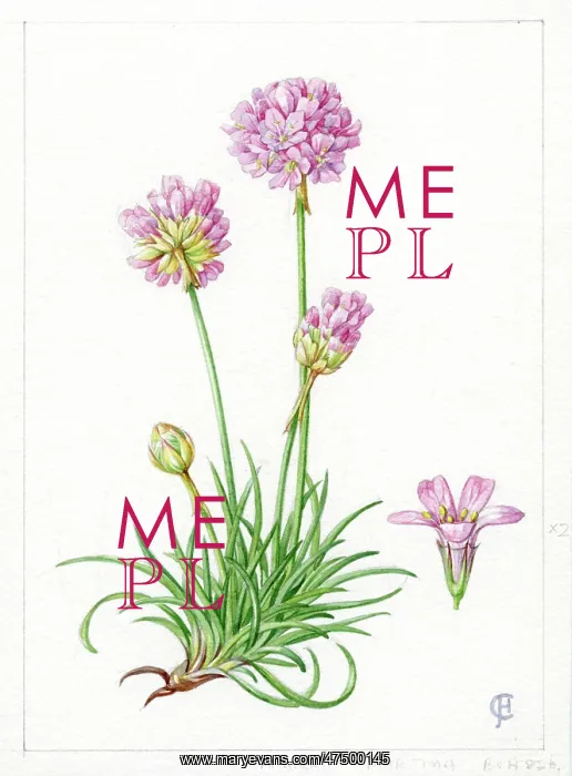 : Armeria maritima - thrift : Armeria maritima - thrift