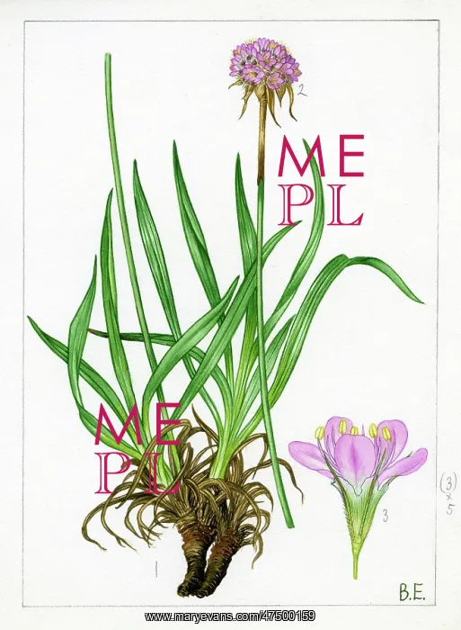 : Armeria plantaginea - thrift : Armeria plantaginea - thrift